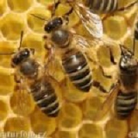 کارآفرینی پرورش و نگهداری زنبور عسل