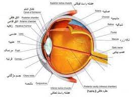 آناتومی فيزيولوژي چشم انسان