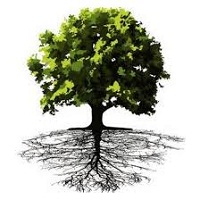 مقاله نقش ریشه و پایه های درختان میوه در سازگاری با عوامل