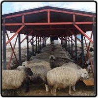 کارآفرینی پرورش ۱۰۰ راس گوسفند